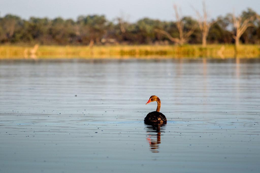 Discovery Parks - Lake Bonney Barmera Buitenkant foto